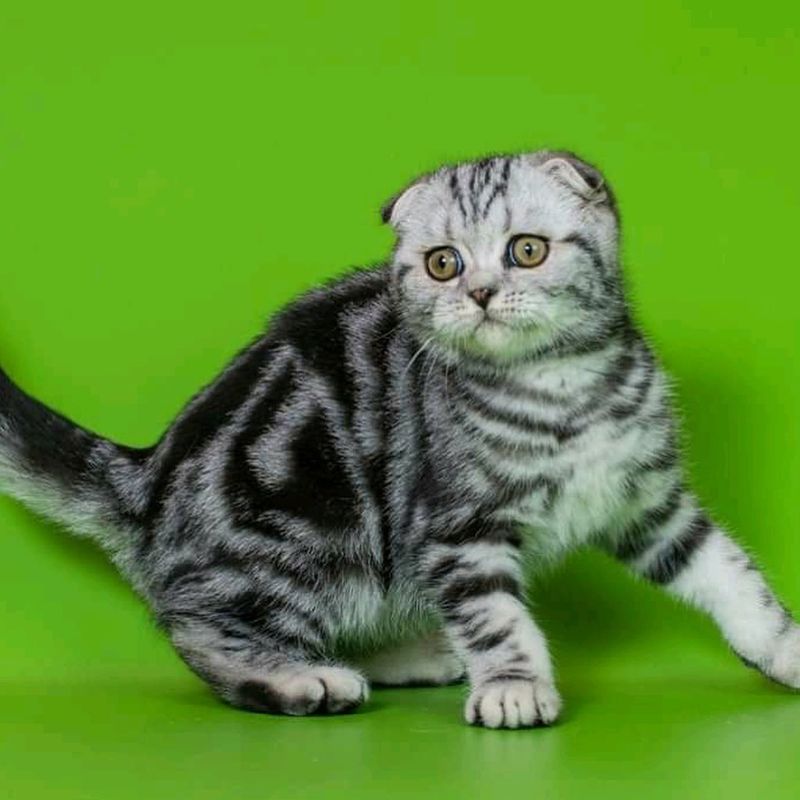 Purebred: Scottish Folds