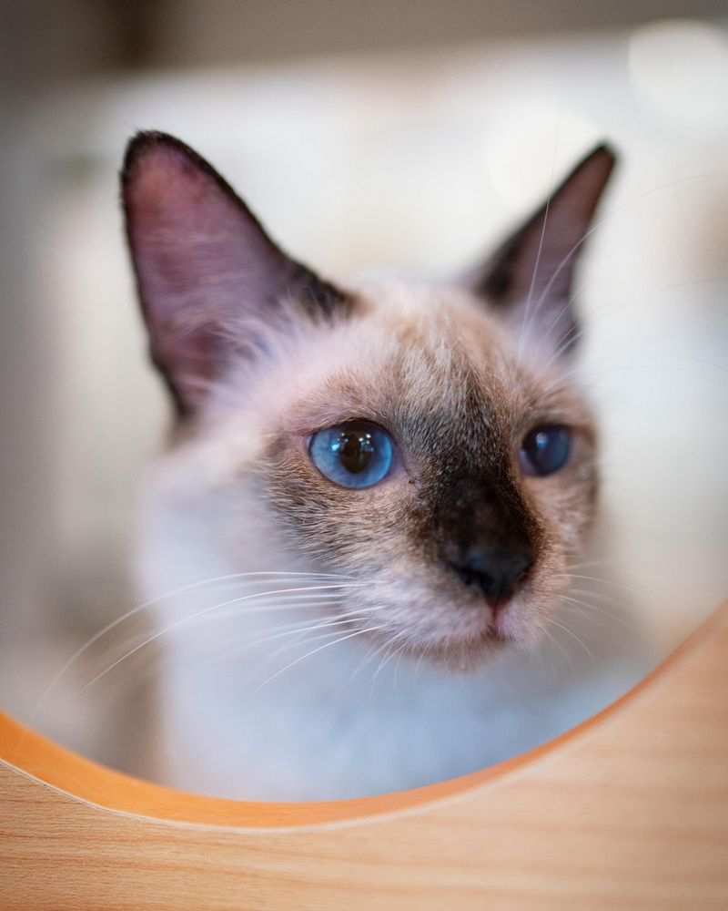 Purebred: Siamese 