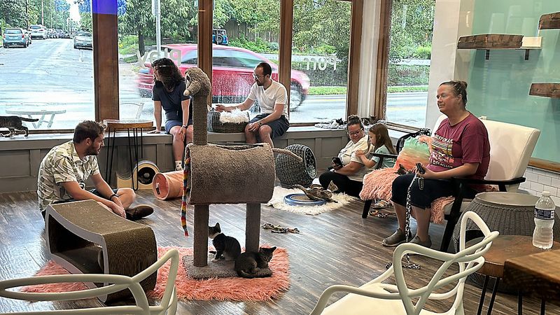 Purrfect Day Café – Louisville & Covington, Kentucky