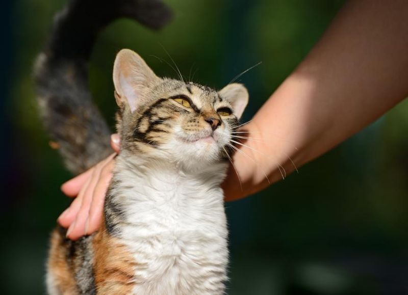 Purring Like a Well-Tuned Engine