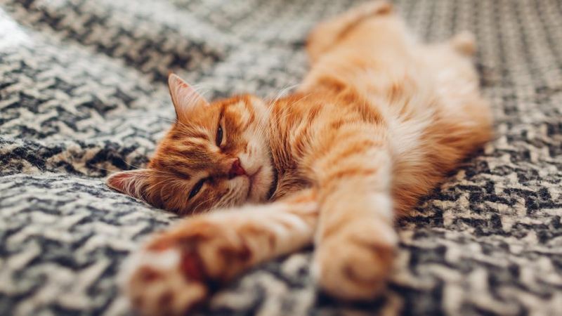 Purring Magic
