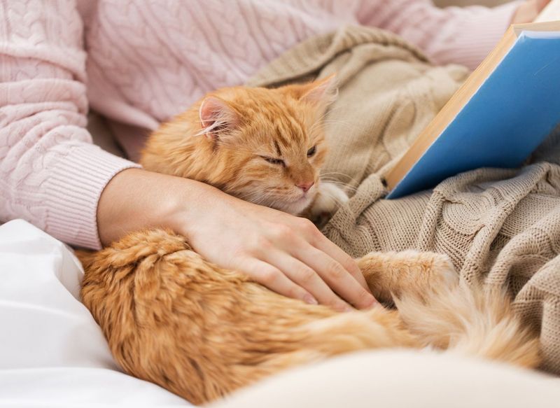 Purring Therapy Sessions