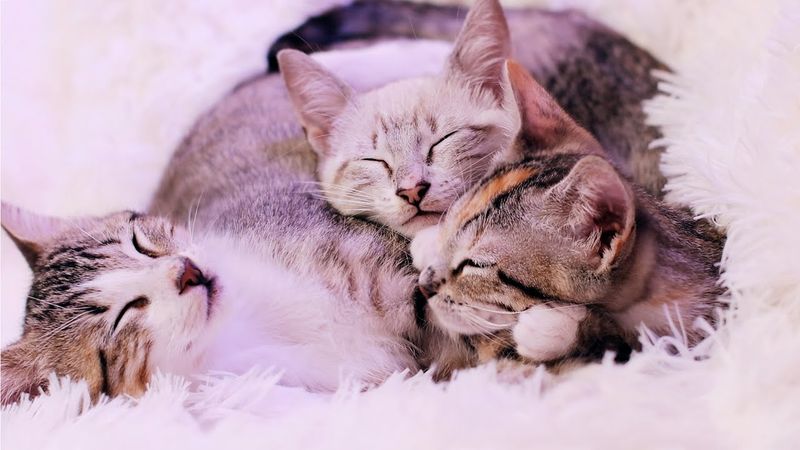 Purring Together