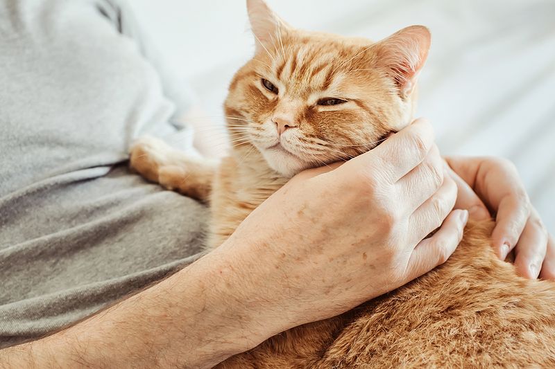 Purring When You’re Near