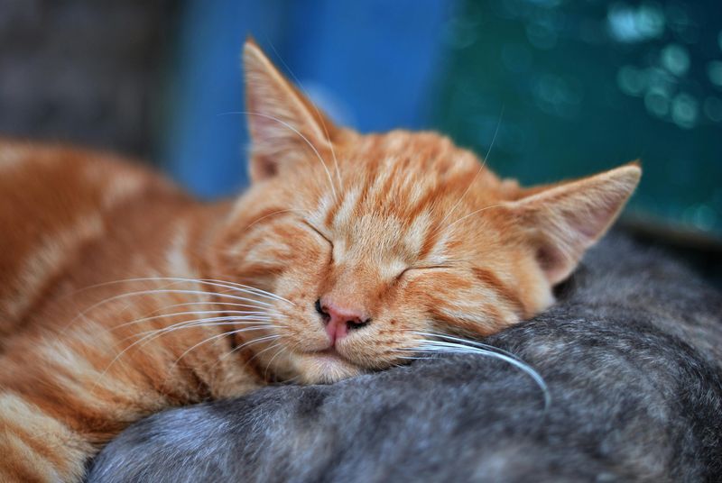 Purring While Appearing Unwell