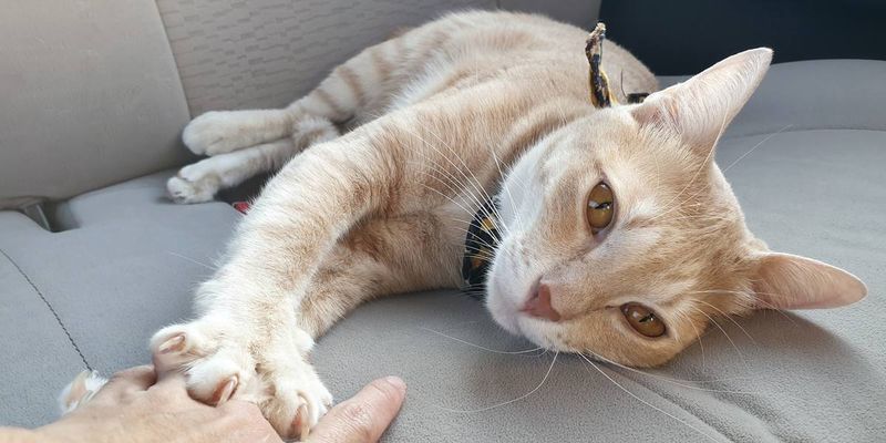 Purring While Making Biscuits