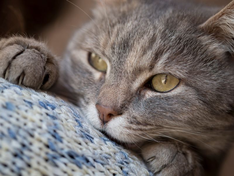 Purring While Making Eye Contact