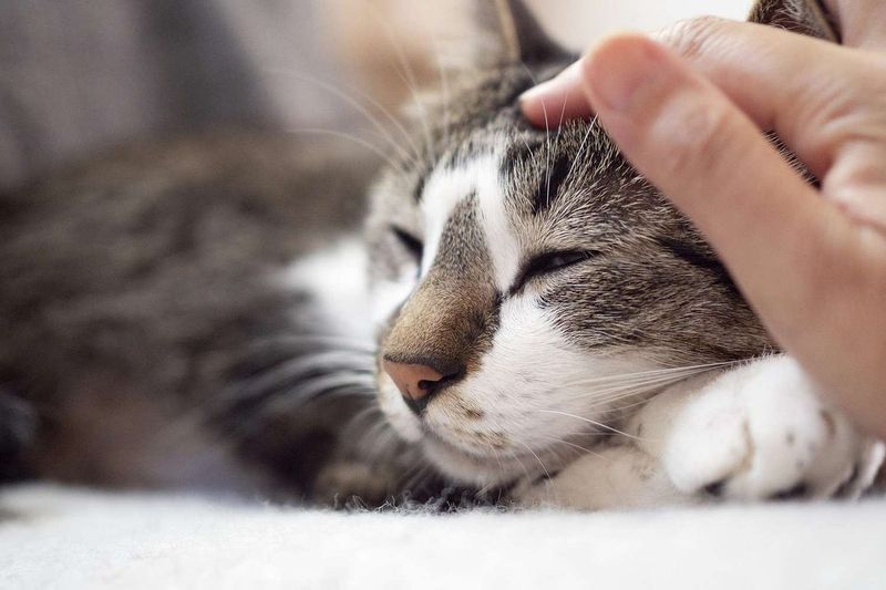 Purring While Snuggling Shows Contentment