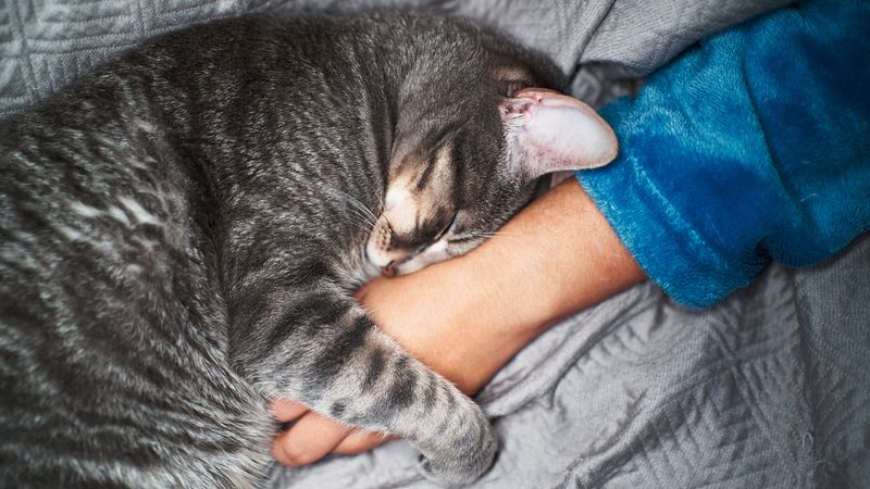 Purring While on Your Lap
