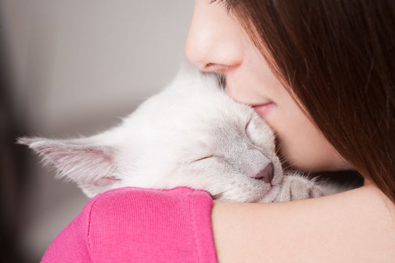 Purring and Headbutts