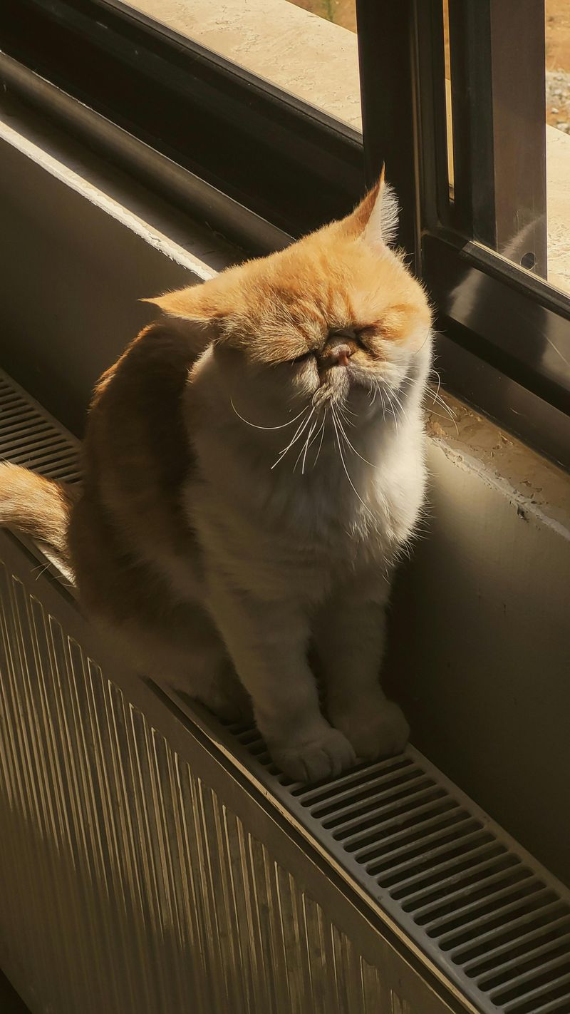 Purring as Multifunctional Language