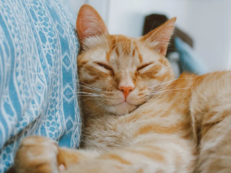 Purring as a Healing Mechanism