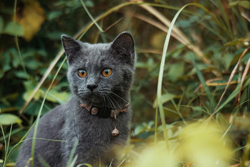 Purrs Communicate Across Species Boundaries