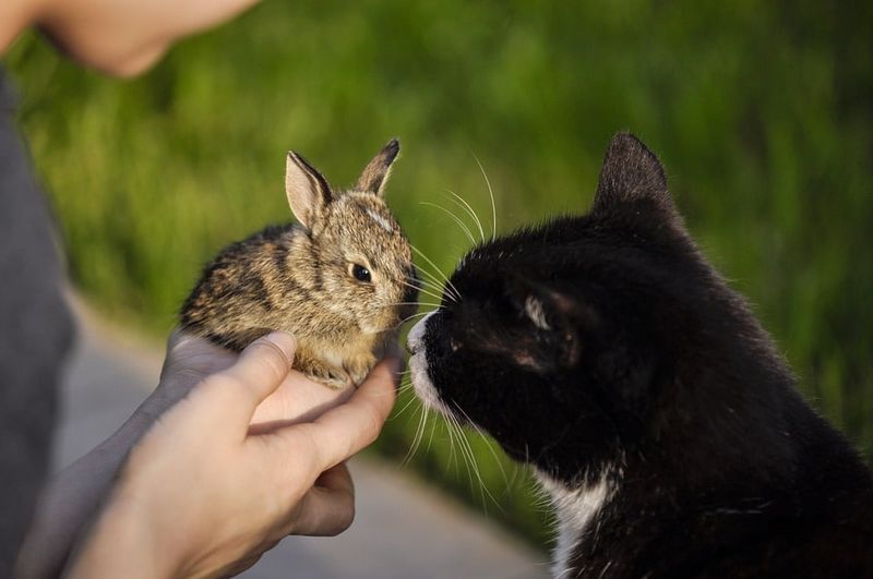 Rabbits Hop Into Cats' Hearts