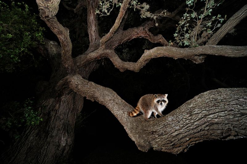 Raccoon Aggression