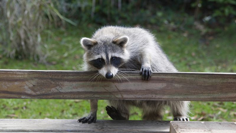 Raccoons