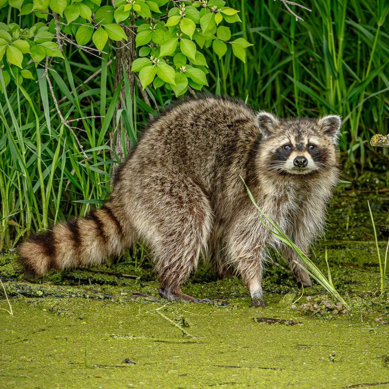 Raccoons