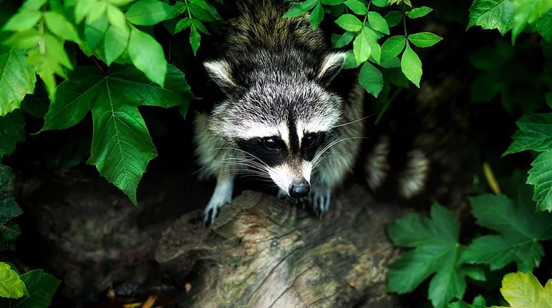 Raccoons