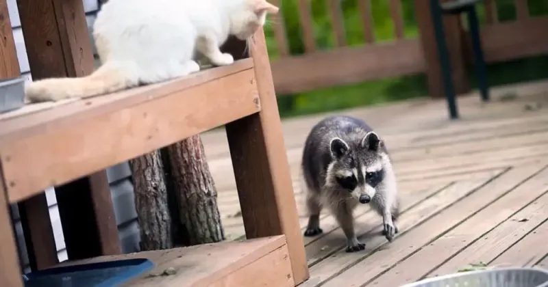 Raccoons