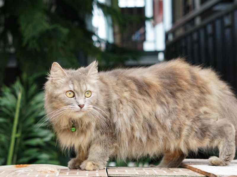 Ragamuffin