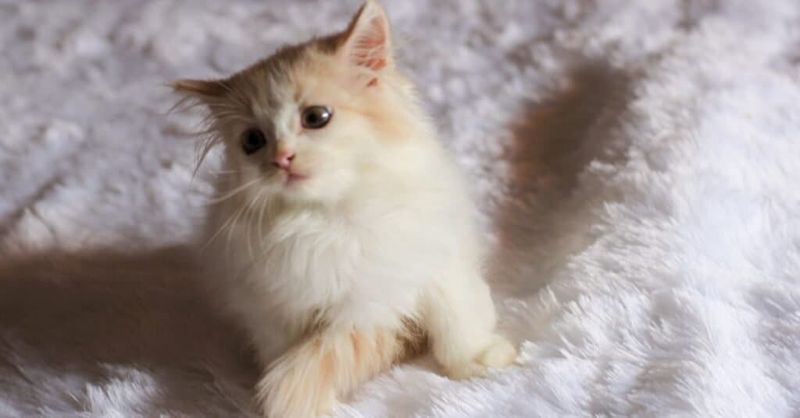 Ragamuffin