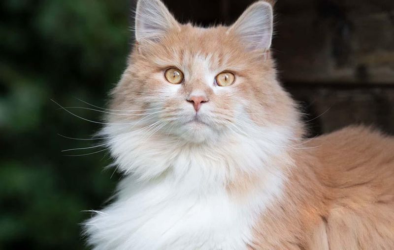 Ragamuffin
