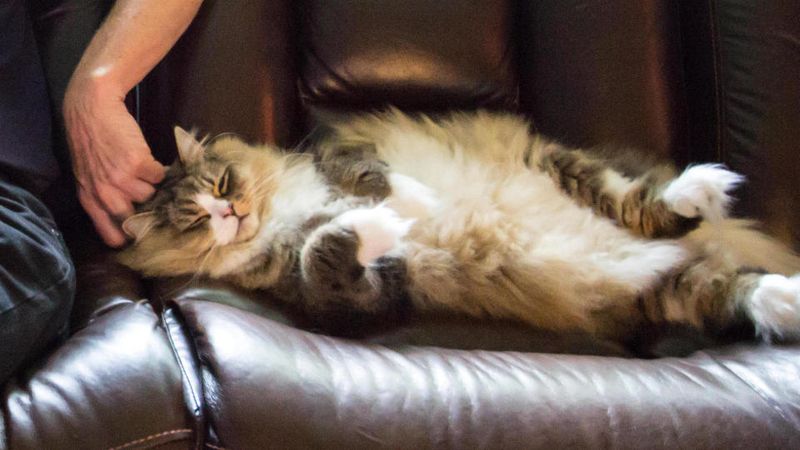 Ragamuffin