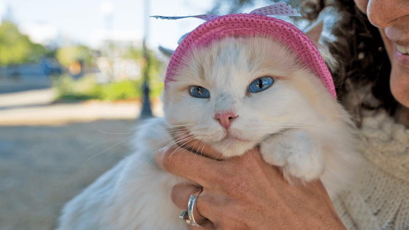 Ragdoll