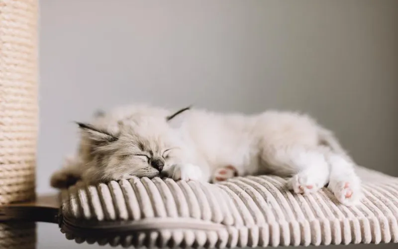 Ragdoll