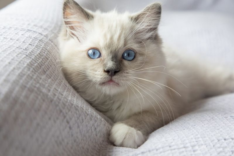 Ragdoll