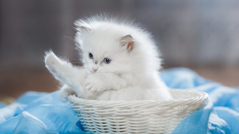Ragdoll