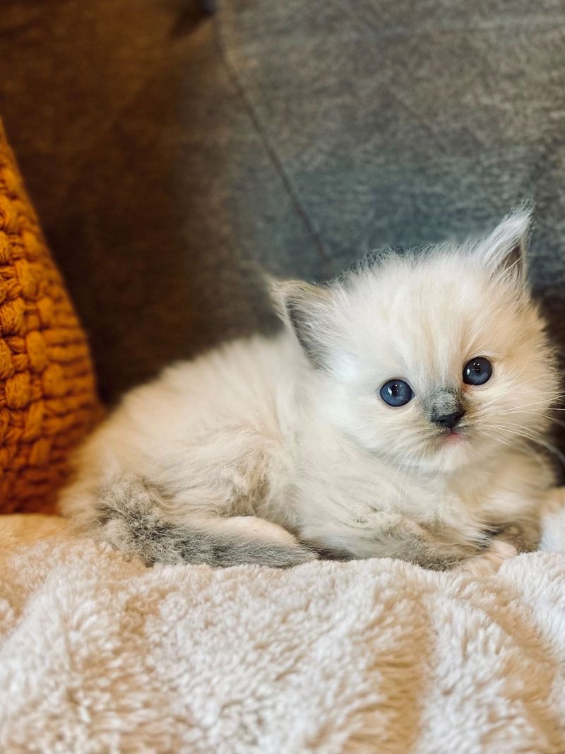 Ragdoll