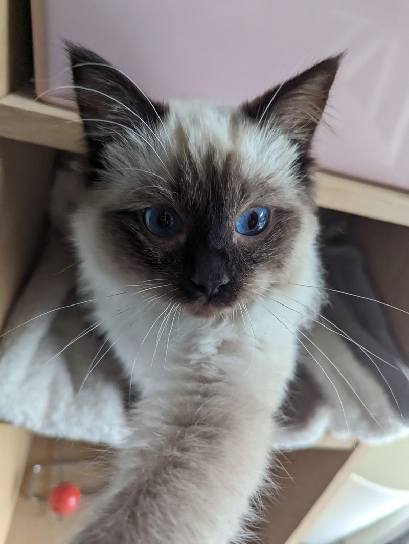 Ragdoll