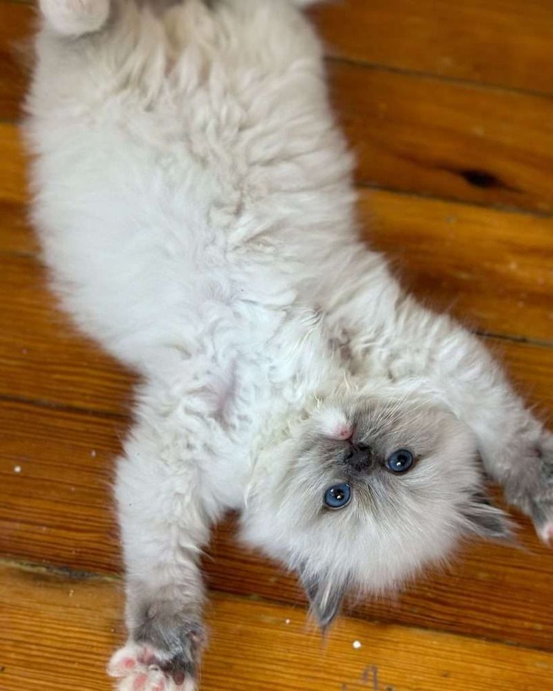 Ragdoll