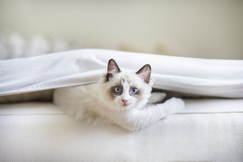 Ragdoll