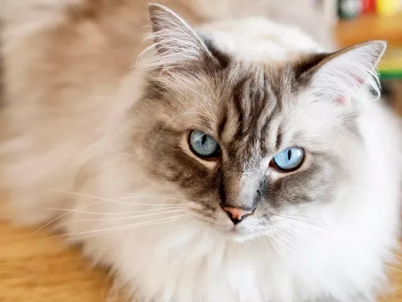 Ragdoll