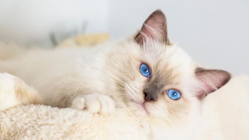 Ragdoll