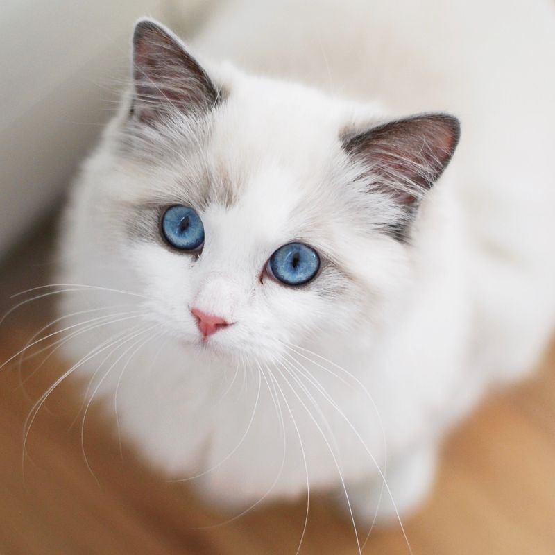 Ragdoll