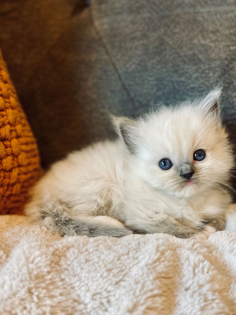 Ragdoll