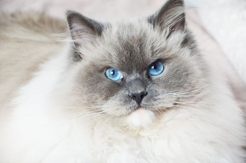 Ragdoll