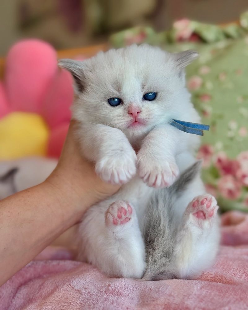 Ragdoll