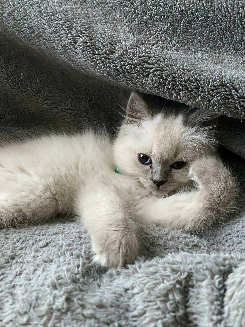 Ragdoll