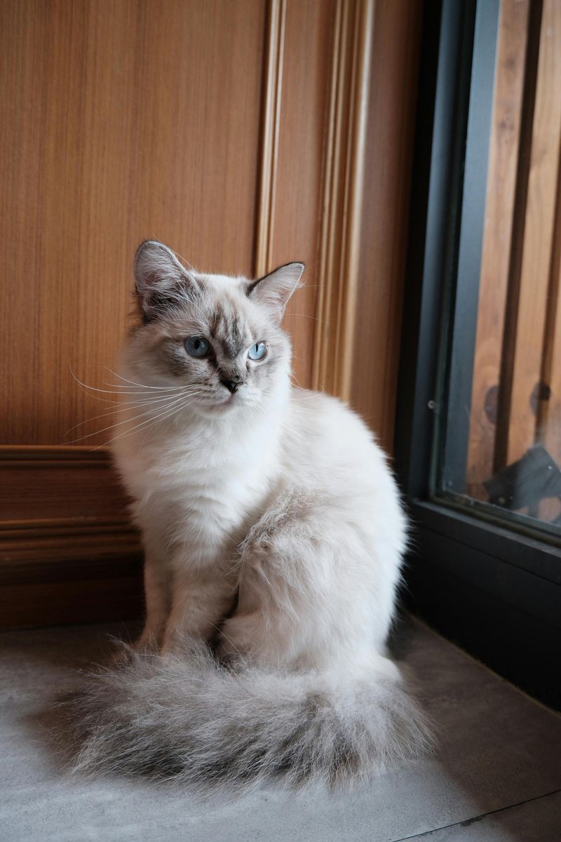 Ragdoll
