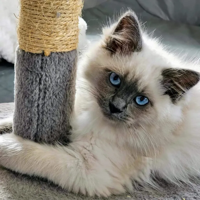 Ragdoll
