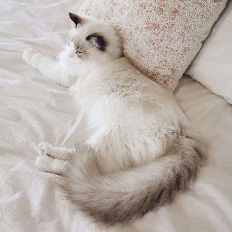 Ragdoll