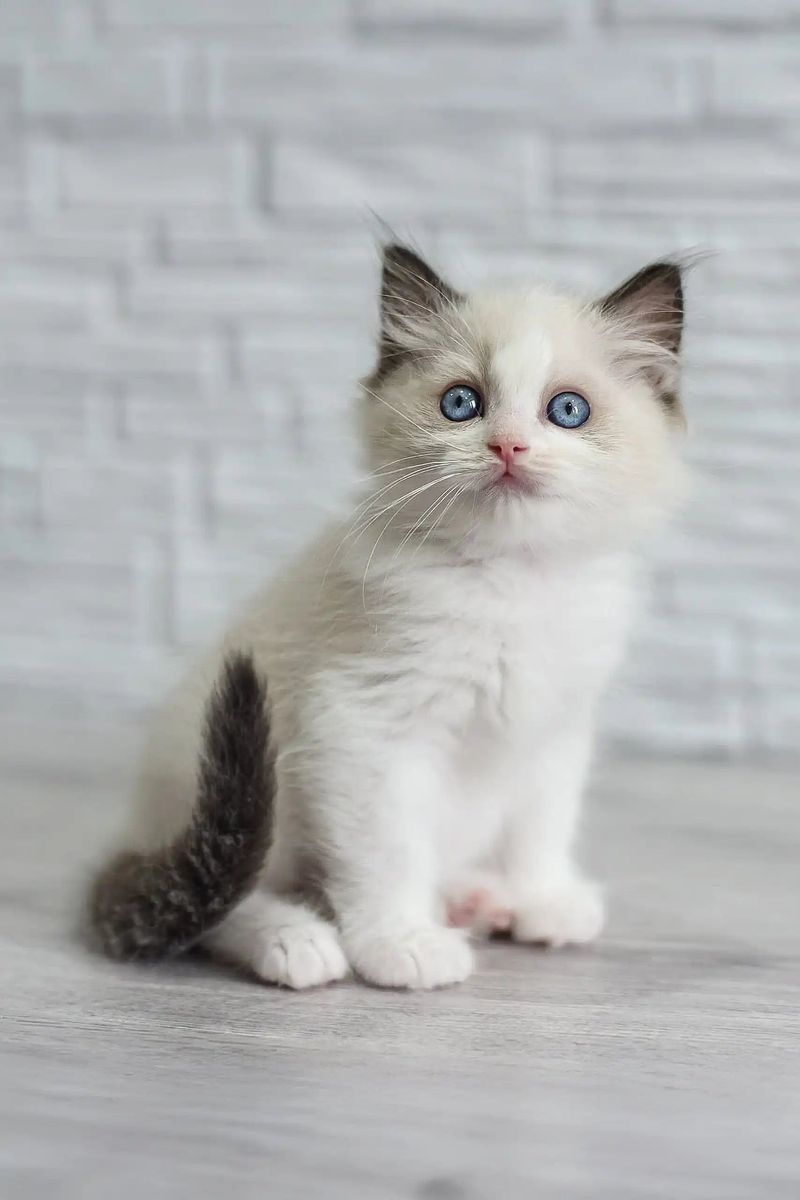 Ragdoll