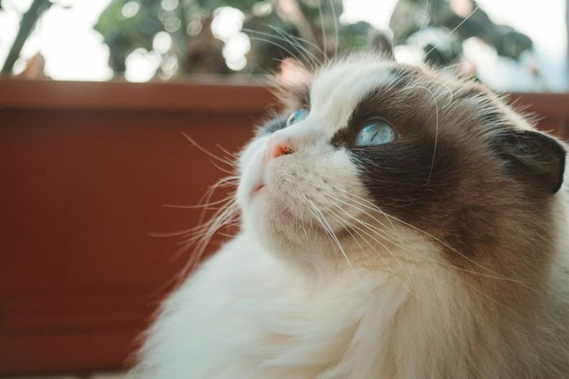 Ragdoll