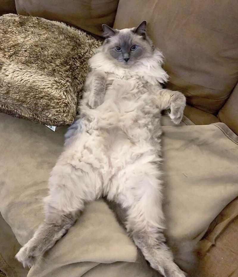 Ragdoll