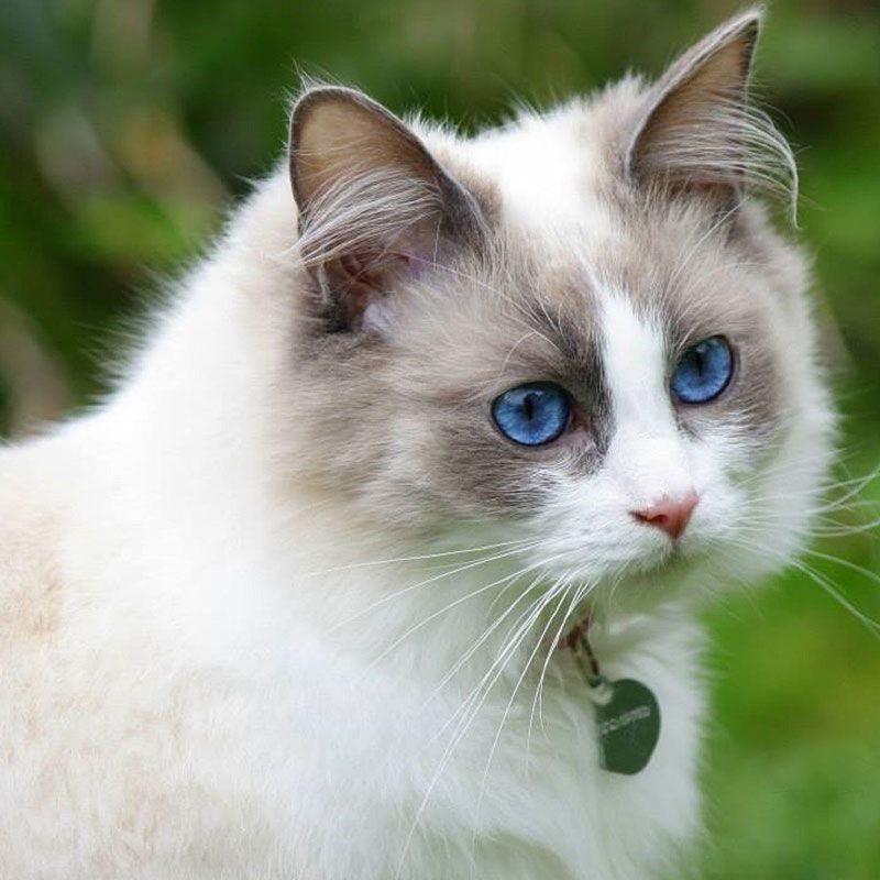 Ragdoll