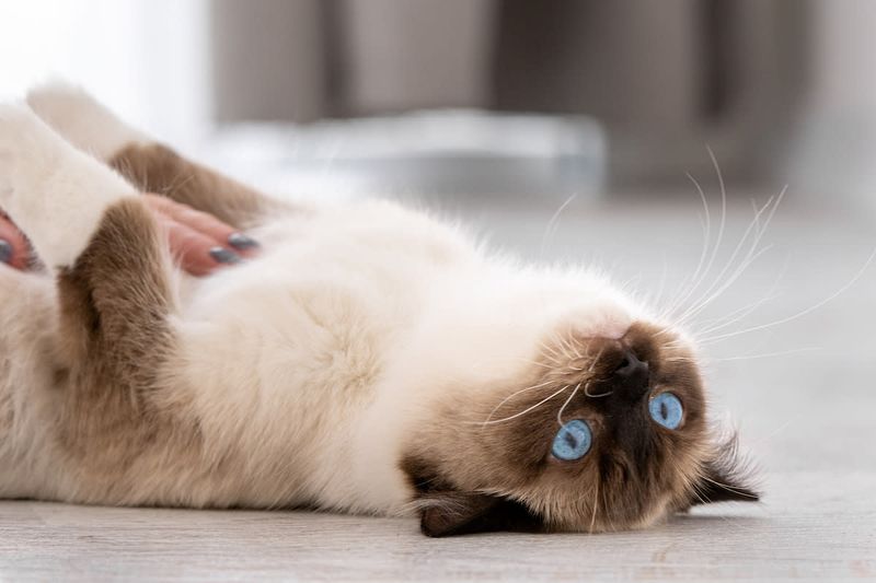 Ragdoll